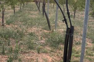 Mandorleto specializzato