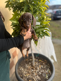 Cuccioli di piccola taglia PREZZO A PARTIRE DA