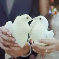 Colombi bianchi lancio matrimoni