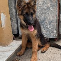 Cucciola di Pastore Tedesco