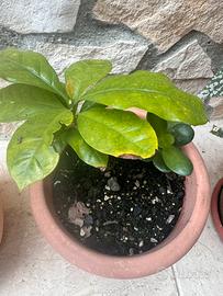 Pianta del caffè