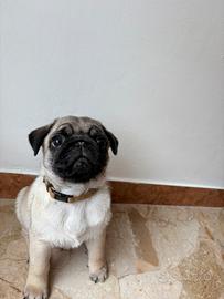 Carlino maschio con pedigree nato il 5/01/26