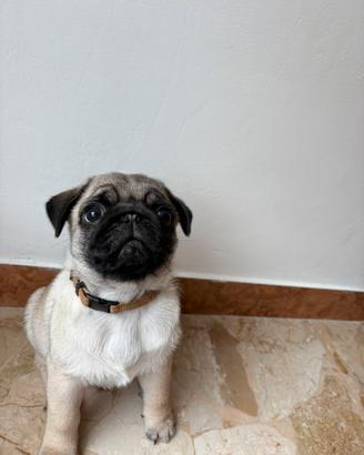 Carlino maschio con pedigree nato il 5/01/26