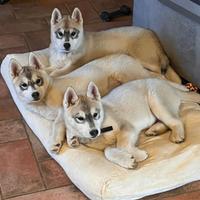 Meravigliosi cuccioli di SIBERIAN HUSKY