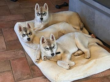 Meravigliosi cuccioli di SIBERIAN HUSKY