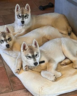 Meravigliosi cuccioli di SIBERIAN HUSKY