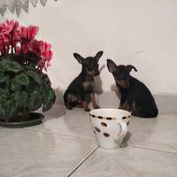 Pinscher del Collo d'Oro