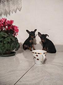 Pinscher del Collo d'Oro