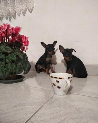 Pinscher del Collo d'Oro