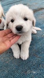 Cuccioli pastore maremmano mix