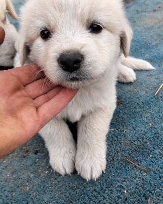 Cuccioli pastore maremmano mix