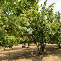 TER. AGRICOLO A MERCOGLIANO