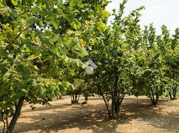 TER. AGRICOLO A MERCOGLIANO
