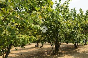 TER. AGRICOLO A MERCOGLIANO