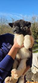 Cuccioli di Akita Americani