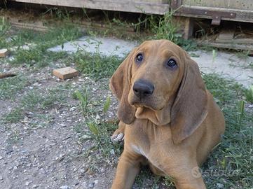 Cucciola Segugio Italiano