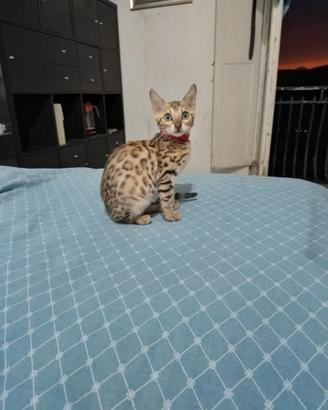 Cuccioli di gatto 100% razza Bengala