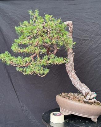 Bonsai pino silvestre bunjin