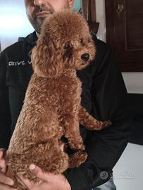 Leo disponibile x fidanzata