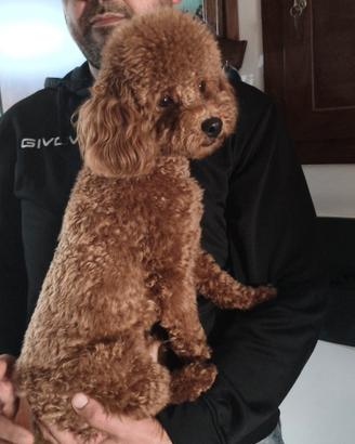 Leo disponibile x fidanzata