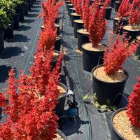 Berberis - Pianta giapponese vera - FOTO REALI
