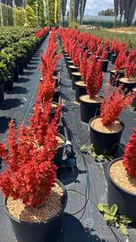 Berberis - Pianta giapponese vera - FOTO REALI