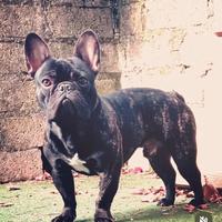 Bulldog francese