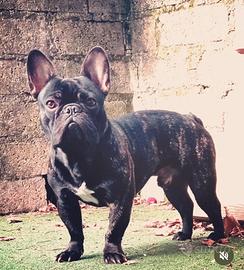 Bulldog francese