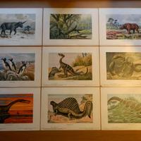 8 litografie Harder-Bölsche: Tiere der Urwelt
