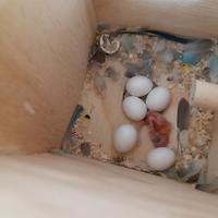 Pulli di cocorite da imbecco