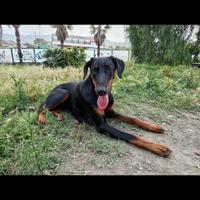 Delizioso Doberman