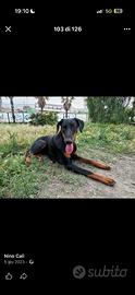 Delizioso Doberman