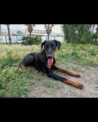 Delizioso Doberman