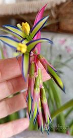 PIANTA DI BILLBERGIA NUTANS
