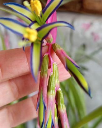 PIANTA DI BILLBERGIA NUTANS