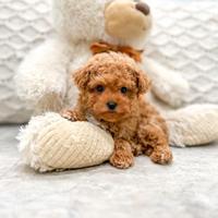 Cuccioli di barboncini mini toy maschi femmine