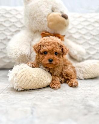 Cuccioli di barboncini maschi