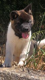 Akita Americano Cuccioli