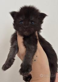 Cucciola di Maine Coon