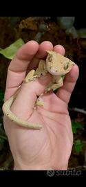 Geco ciliatus King Crown