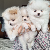 Volpino spitz tedesco nano pomerania