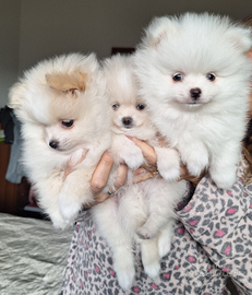 Volpino spitz tedesco nano pomerania