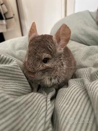 Coppia di cincillà con gabbia