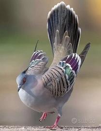 Tortore australiane