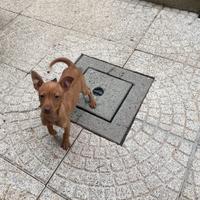 Pinscher cucciola