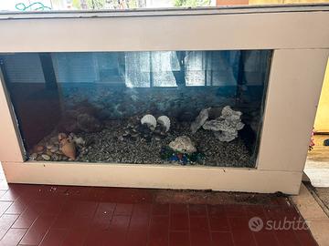 Acquario