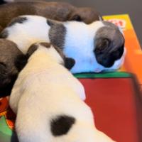 Cuccioli Bulldog francese caille bianco fulvo Enci