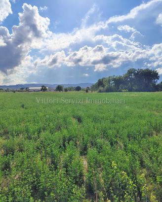 Torrita di Siena (SI), terreno agricolo con anness