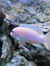 Ciclidi Metriclima