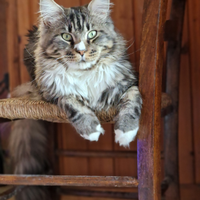 Maine Coon per accoppiamento